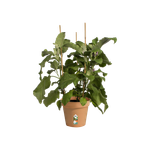 green basics growpot 19cm mild terra